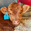 Load image into Gallery viewer, Bougie’s Jamison on the Rocks Mid Size Bull Calf Buy Now Price 8500.00
