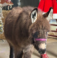 Load image into Gallery viewer, Miss Jean, The Mini Jennette Donkey. $10,000.00 If you take both 12,000 for the Pair
