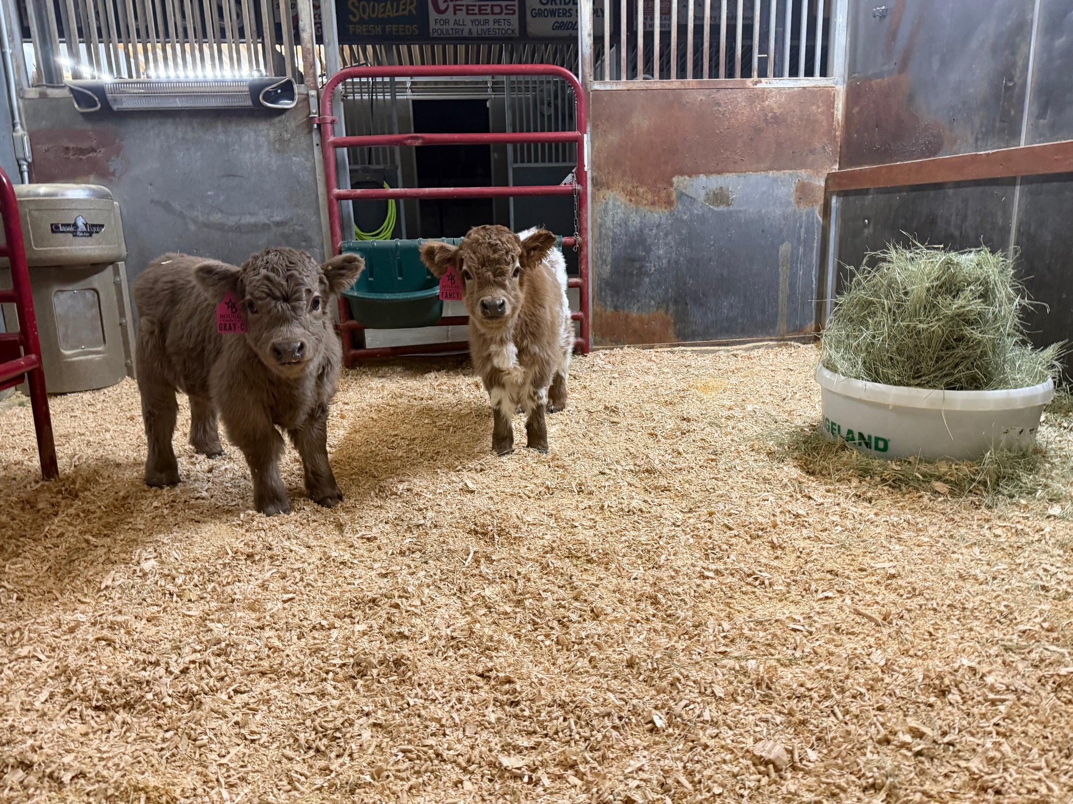 Fancy Micro/Mini Dun Tipped Heifer Oh Yeah & Baby 27,500.00