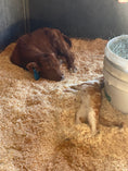 Load image into Gallery viewer, Bougie’s Jamison on the Rocks Mid Size Bull Calf Buy Now Price 8500.00
