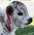 Load image into Gallery viewer, Lexi Lane Micro Mini Heifer $50,000.00
