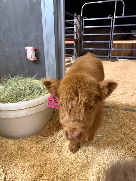 Maple Lynn  Micro/Mini Heifer Buy Now $27,500.00