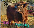 Load image into Gallery viewer, Bougie’s Jamison on the Rocks Mid Size Bull Calf Buy Now Price 8500.00
