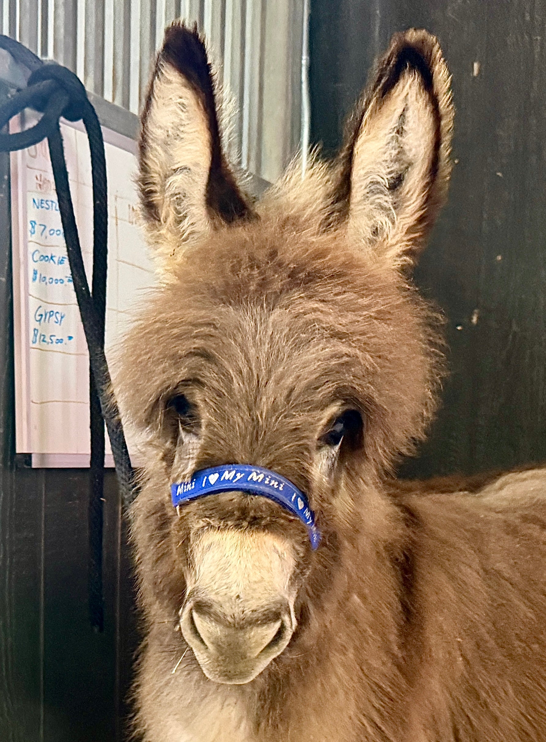 Cookie - Mini Jennet Donkey ($10,000)