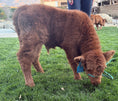 Load image into Gallery viewer, Bougie’s Jamison on the Rocks Mid Size Bull Calf Buy Now Price 8500.00
