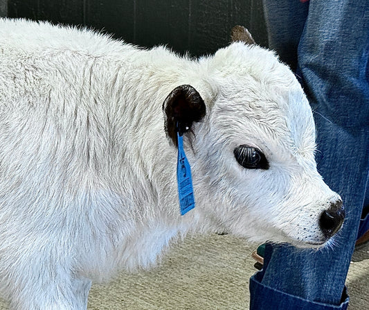 Stanley – Micro/Mini Highland Steer  Rehoming Fee ($8500.00).. Stanley is a special guy, sometimes he acts like his leg is sore so he may need special attention and sometimes he’s just fine. My vet says nothing is wrong with him!