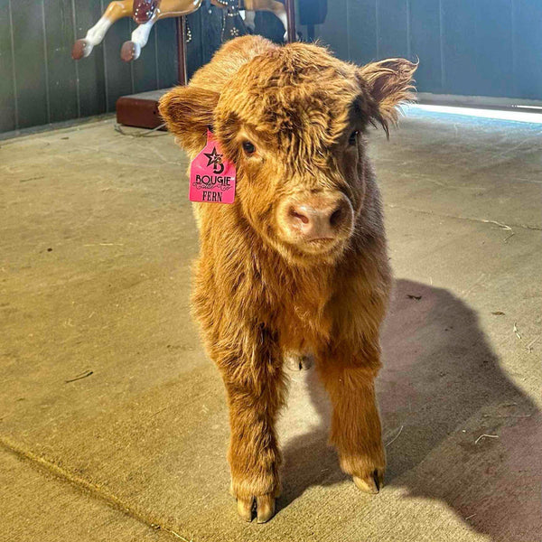 Yellow Jacket calf