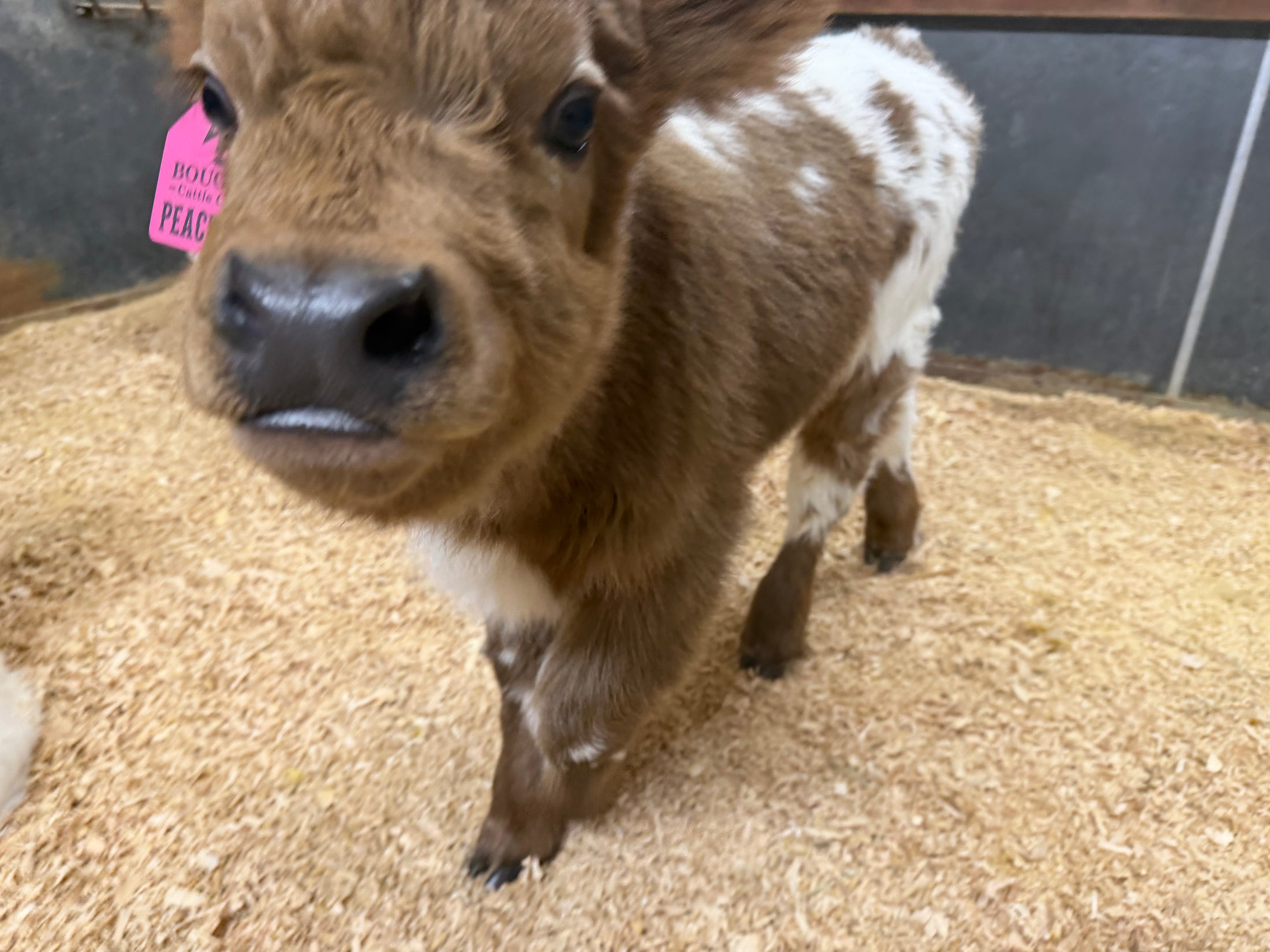 Peaches POLLED Mini/Mid Dun Tipped Heifer Oh Yeah & Baby $17,500.00