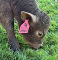 Load image into Gallery viewer, Jezebel polled Small Mid Size Heifer $10,000.00
