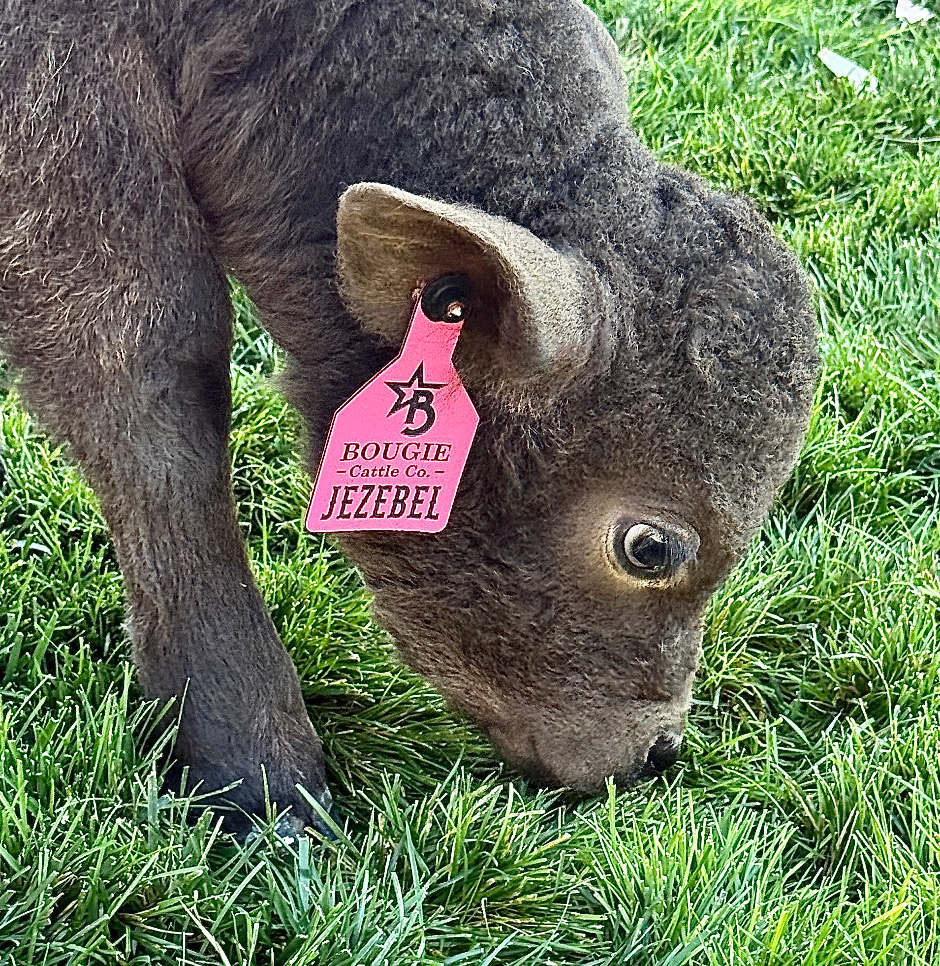 Jezebel polled Small Mid Size Heifer $10,000.00