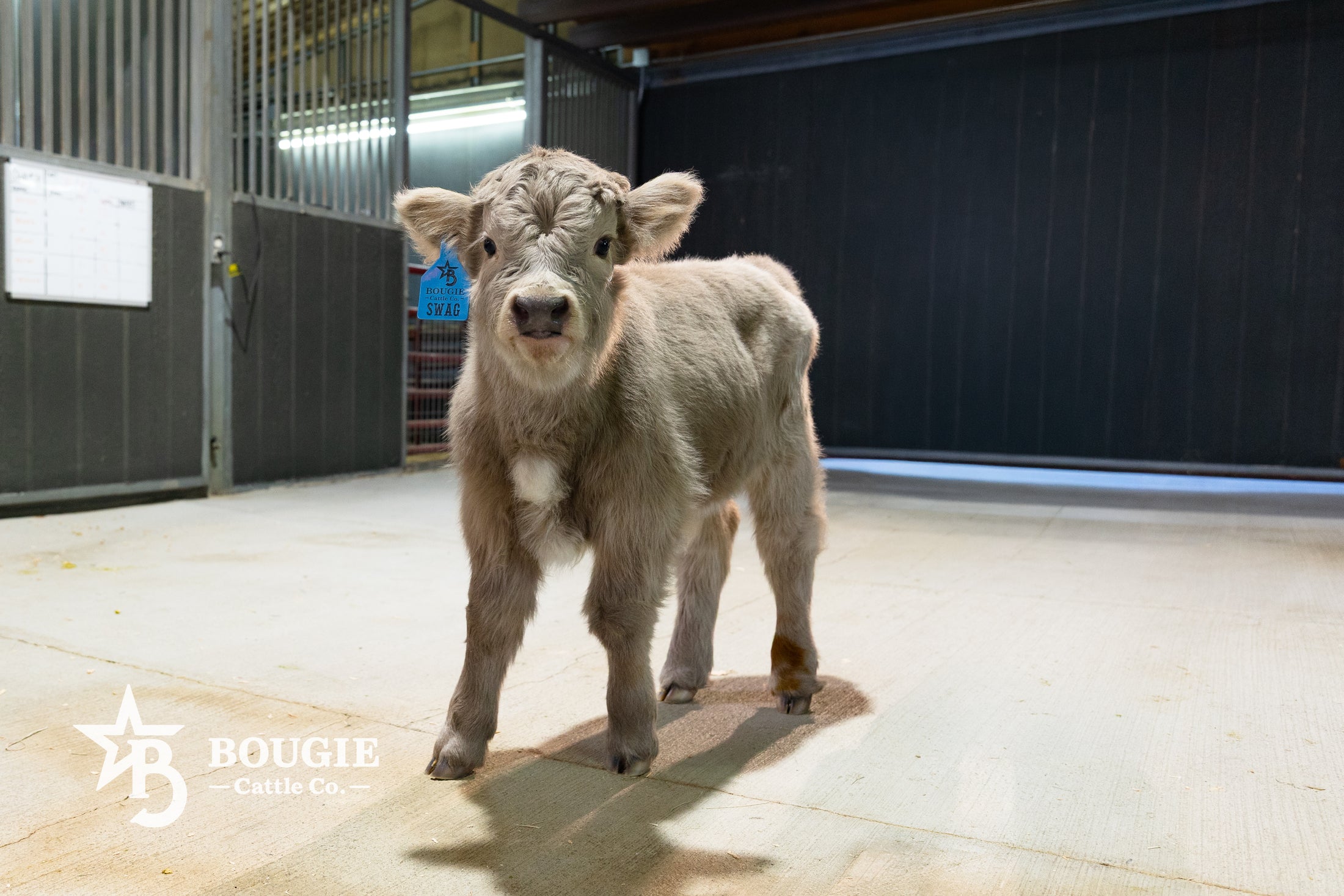 Swag – Mid Size Bull Steer