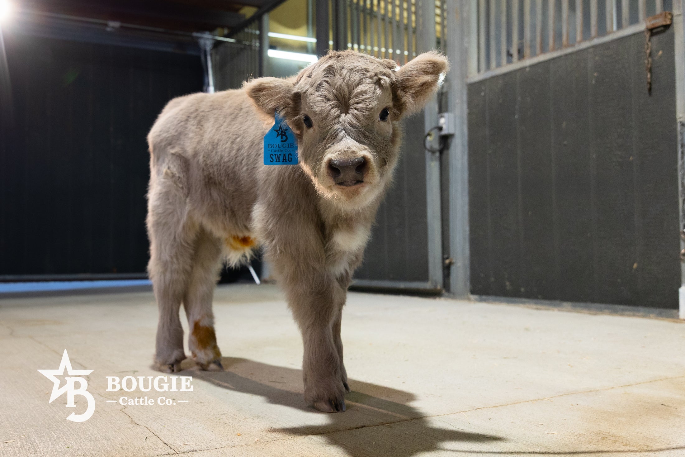 Swag – Mid Size Bull Steer
