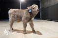 Load image into Gallery viewer, Swag – Mid Size Bull Steer
