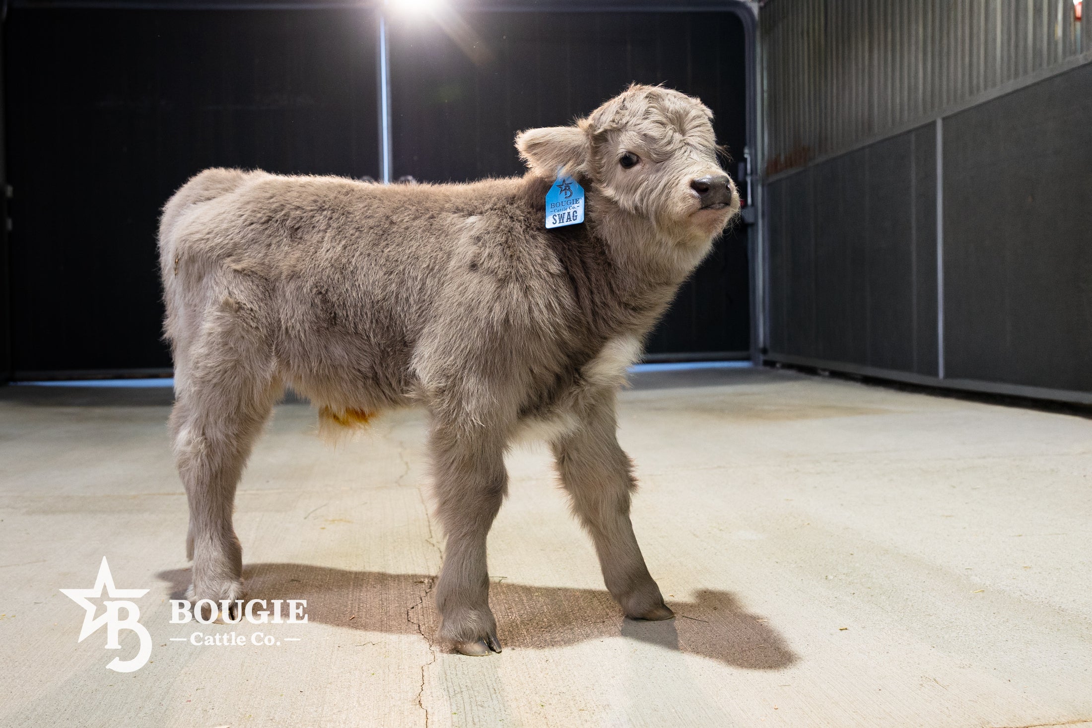 Swag – Mid Size Bull Steer