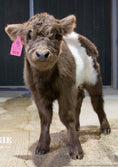 Load image into Gallery viewer, M&M – Mid Size Polled Dun Belted Heifer
