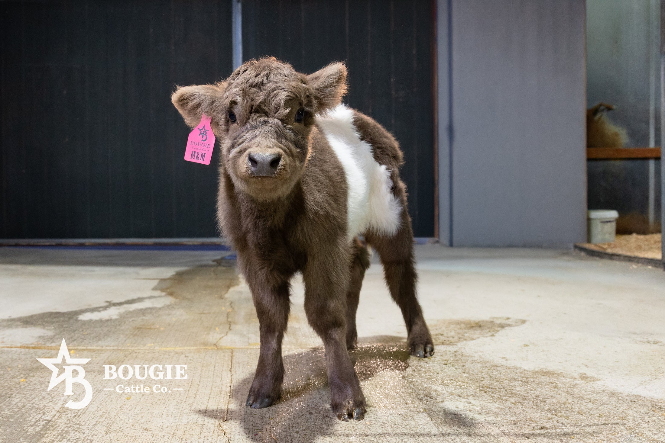 M&M – Mid Size Polled Dun Belted Heifer