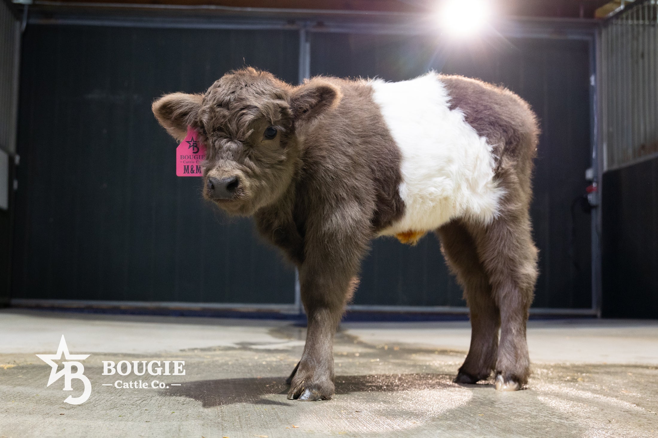 M&M – Mid Size Polled Dun Belted Heifer