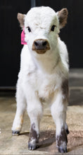 Load image into Gallery viewer, Mushroom – Micro/Mini High-Park Heifer
