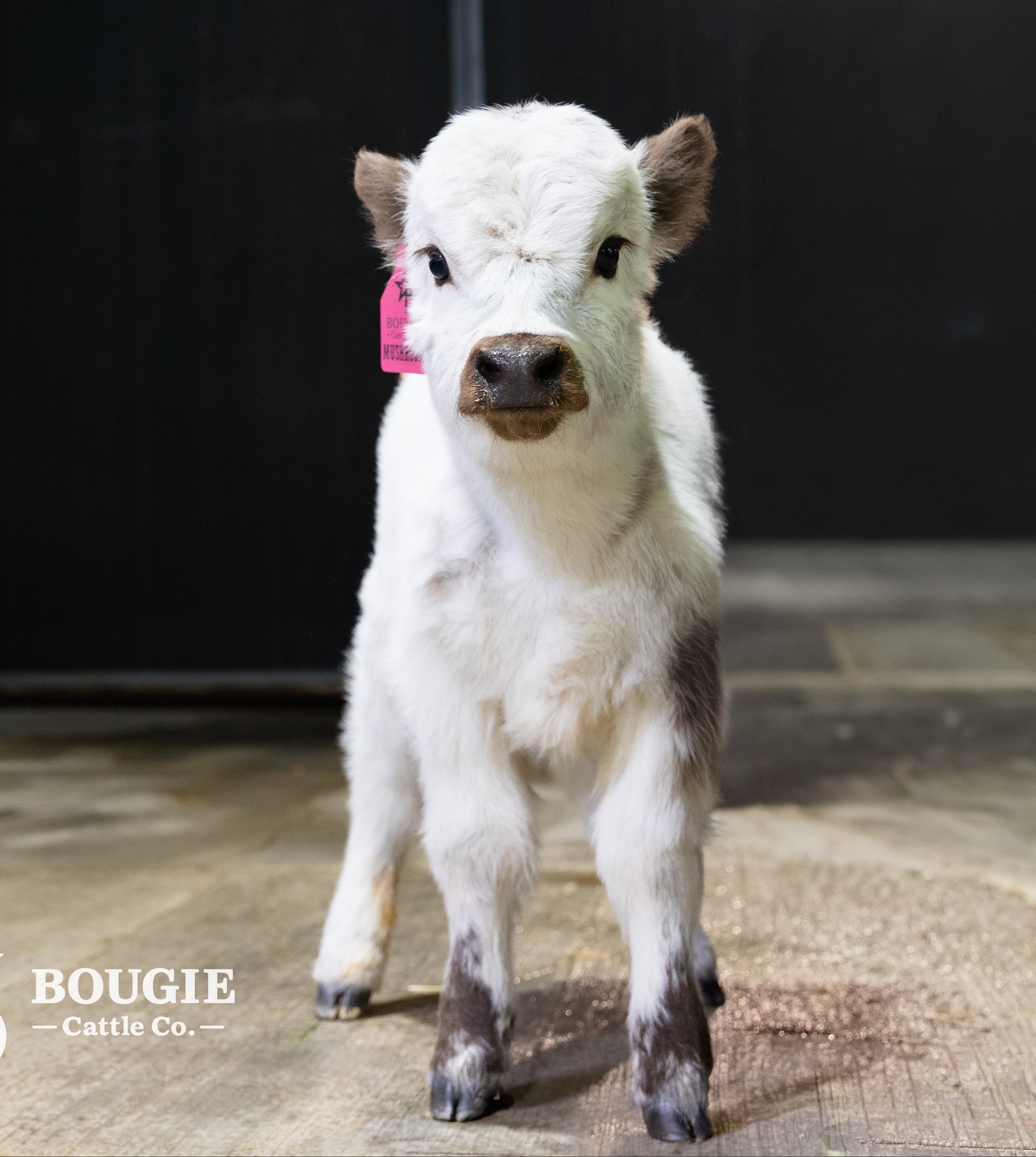 Mushroom – Micro/Mini High-Park Heifer