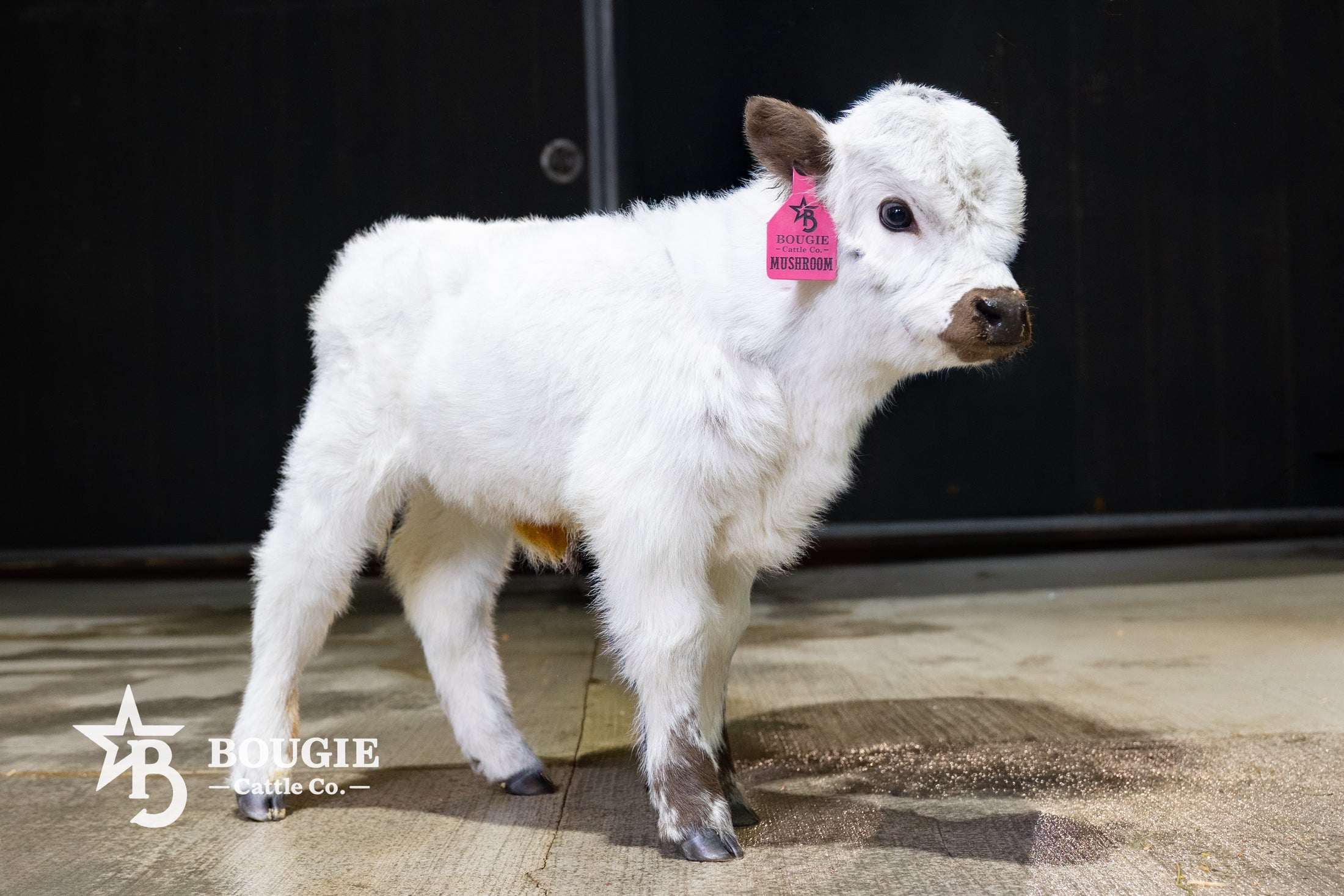 Mushroom – Micro/Mini High-Park Heifer