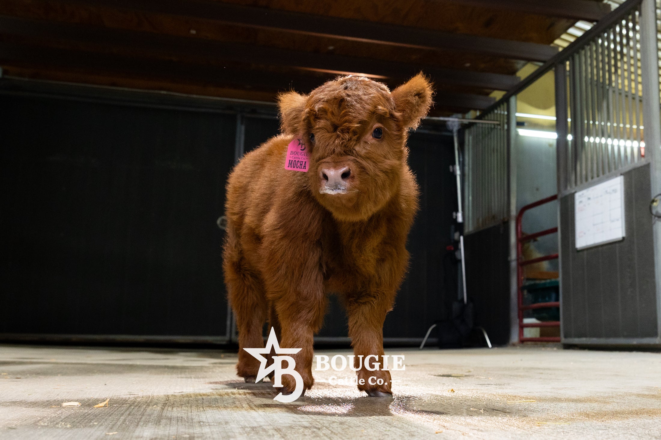 Mocha Mae – Micro / Mini Heifer