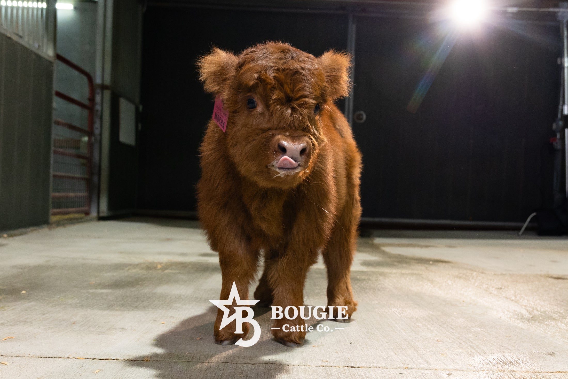 Mocha Mae – Micro / Mini Heifer