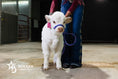 Load image into Gallery viewer, Barbie – Micro/Mini High-Park Heifer
