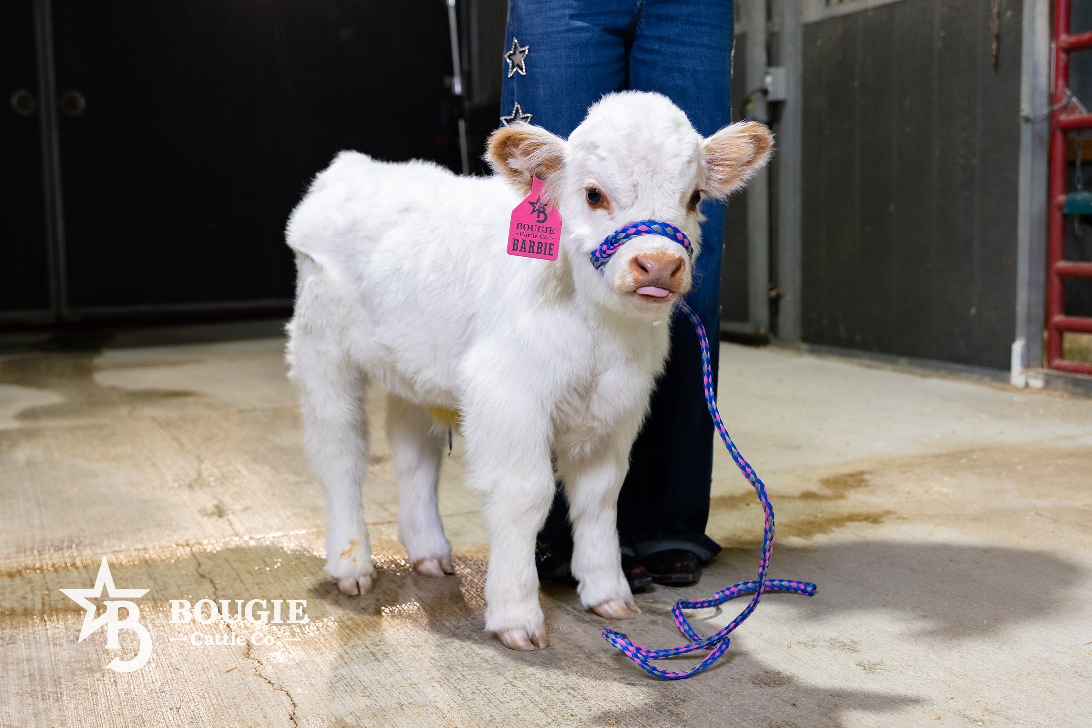 Barbie – Micro/Mini High-Park Heifer