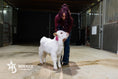 Load image into Gallery viewer, Barbie – Micro/Mini High-Park Heifer
