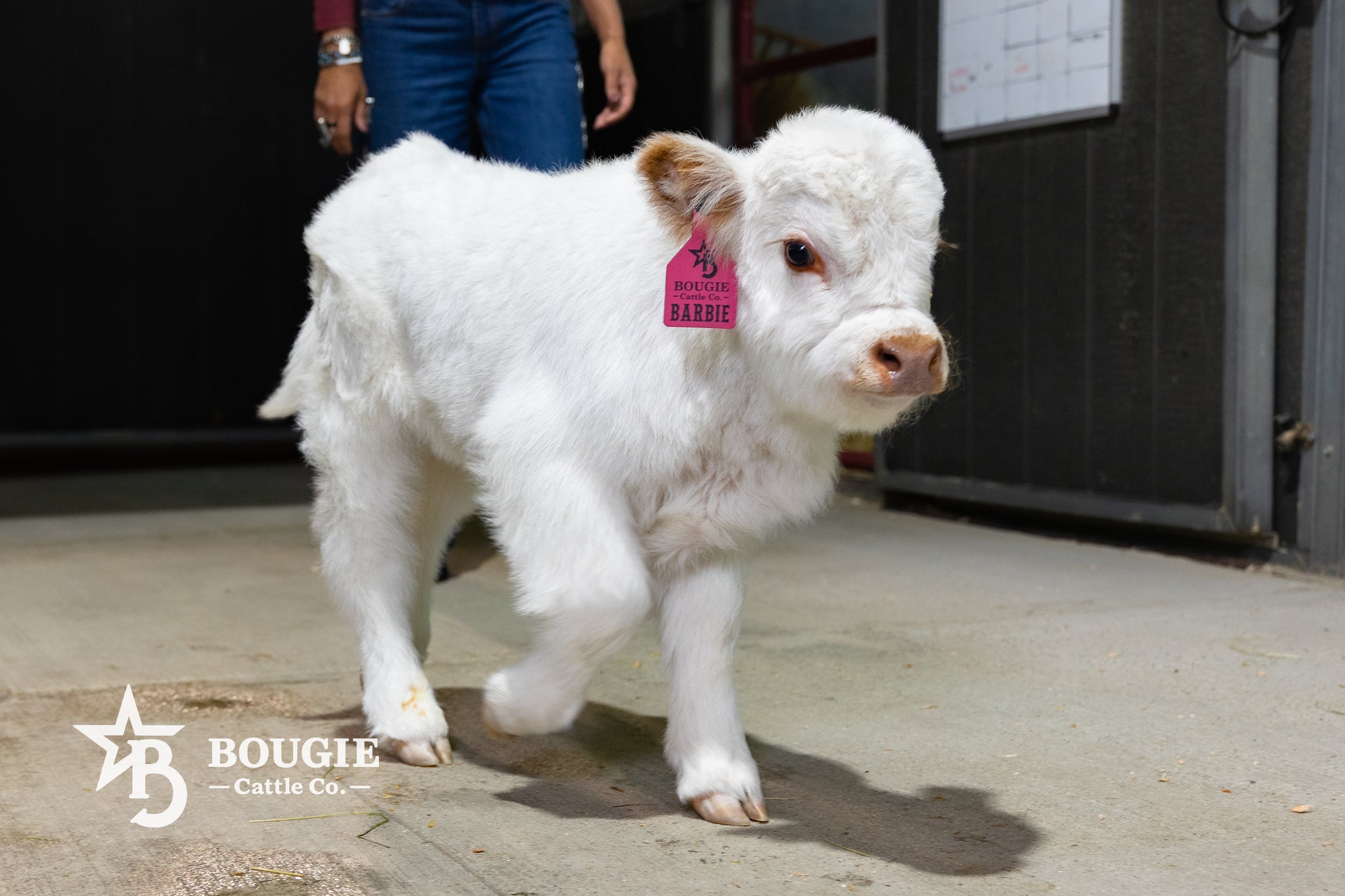 Barbie – Micro/Mini High-Park Heifer