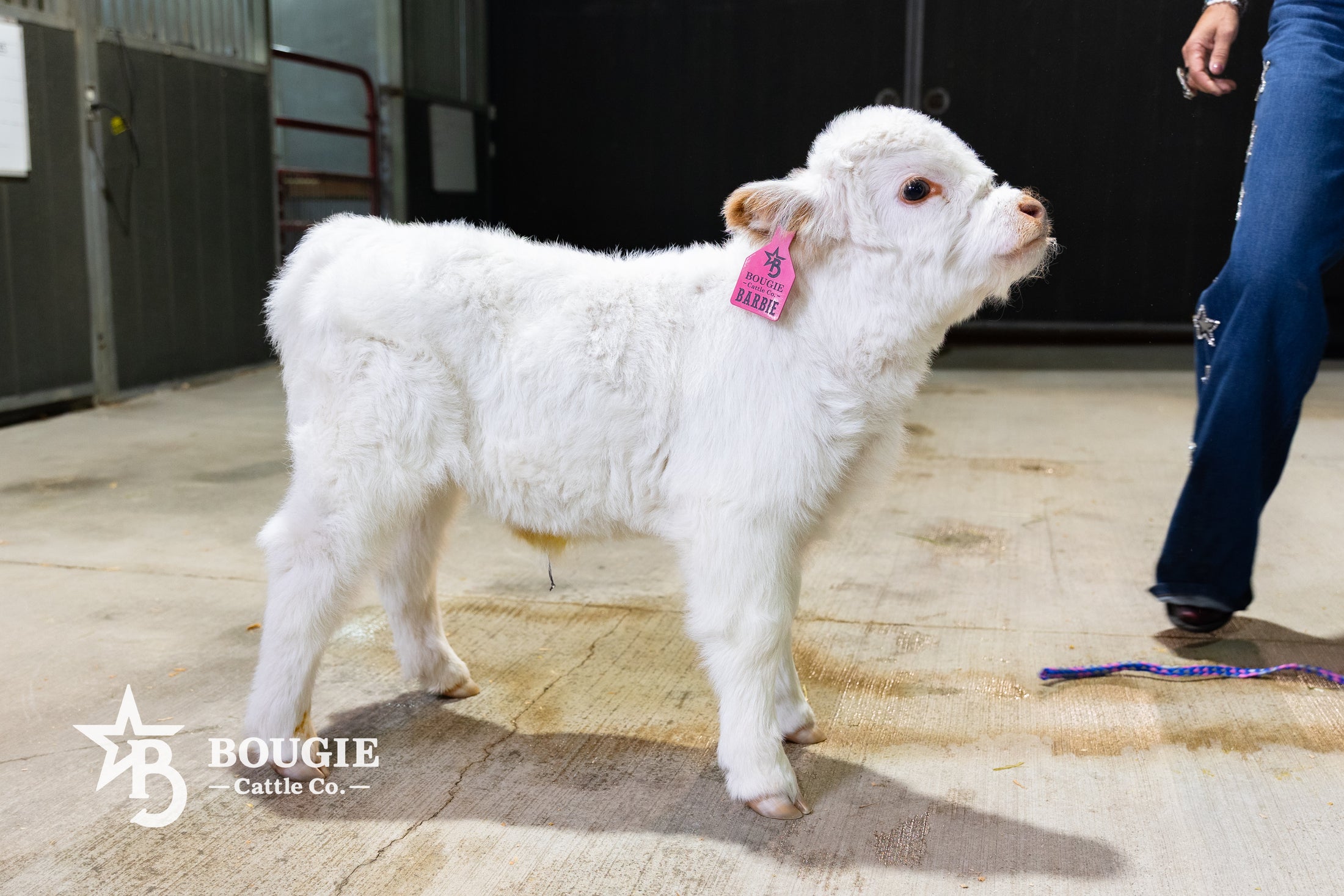 Barbie – Micro/Mini High-Park Heifer