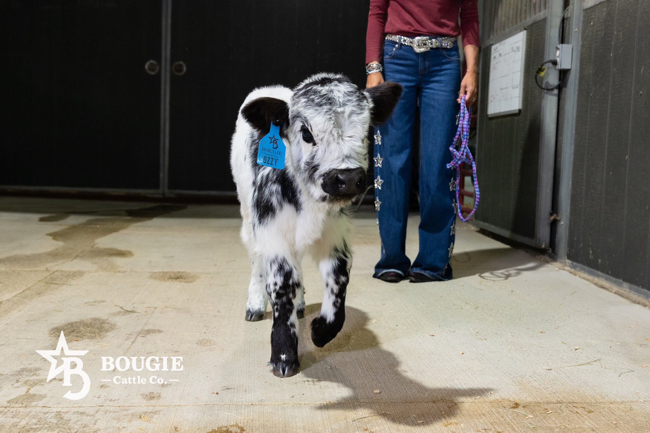 Ozzie 2.0 – Mid Size High Park Bull / Steer