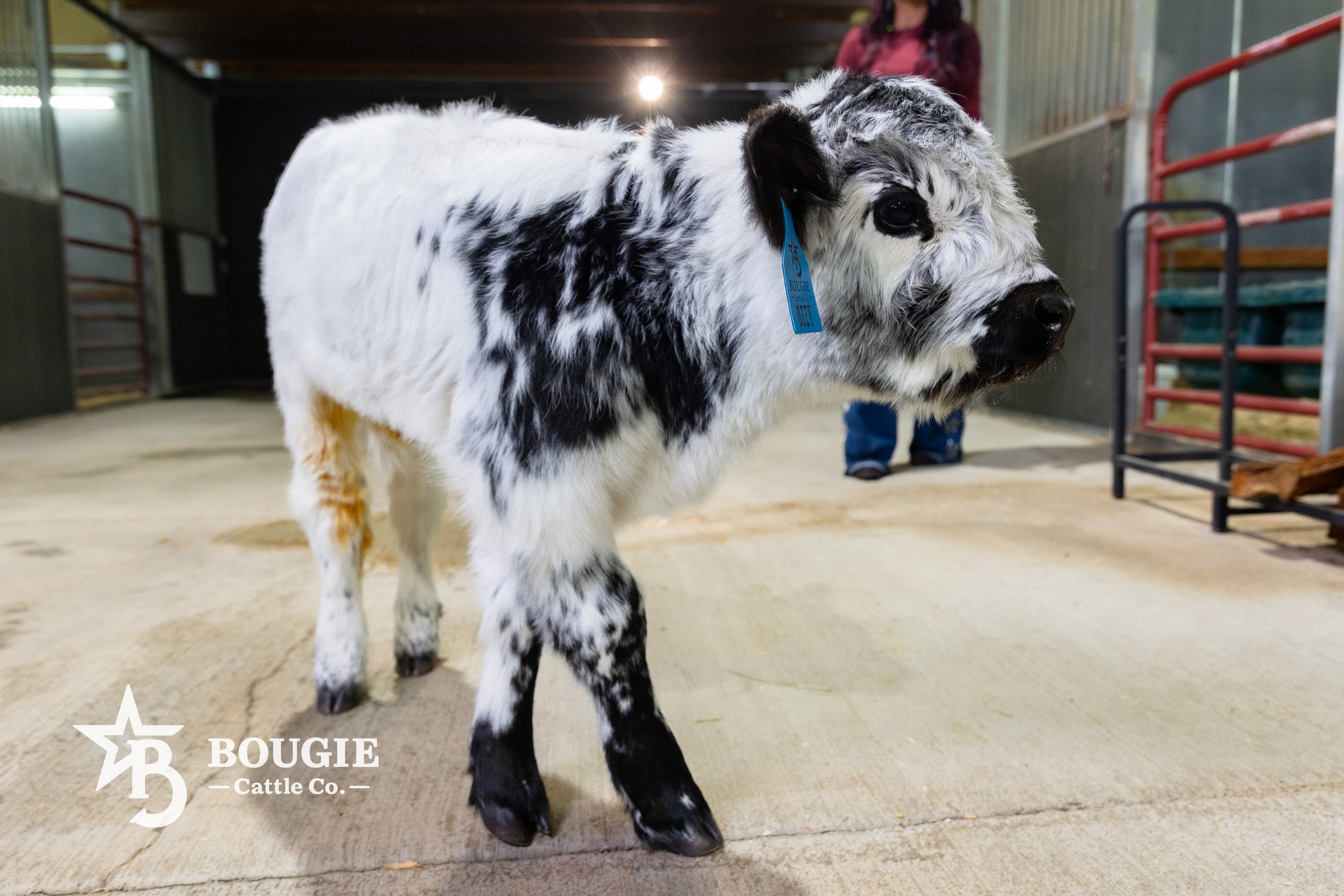 Ozzie 2.0 – Mid Size High Park Bull / Steer