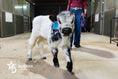 Load image into Gallery viewer, Ozzie 2.0 – Mid Size High Park Bull / Steer
