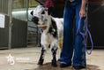 Load image into Gallery viewer, Ozzie 2.0 – Mid Size High Park Bull / Steer
