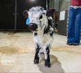 Load image into Gallery viewer, Ozzie 2.0 – Mid Size High Park Bull / Steer
