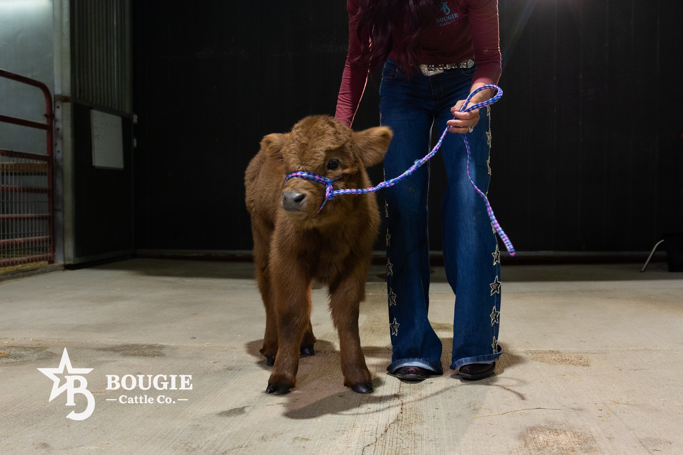 Dixie Dunn – Mid Size Heifer