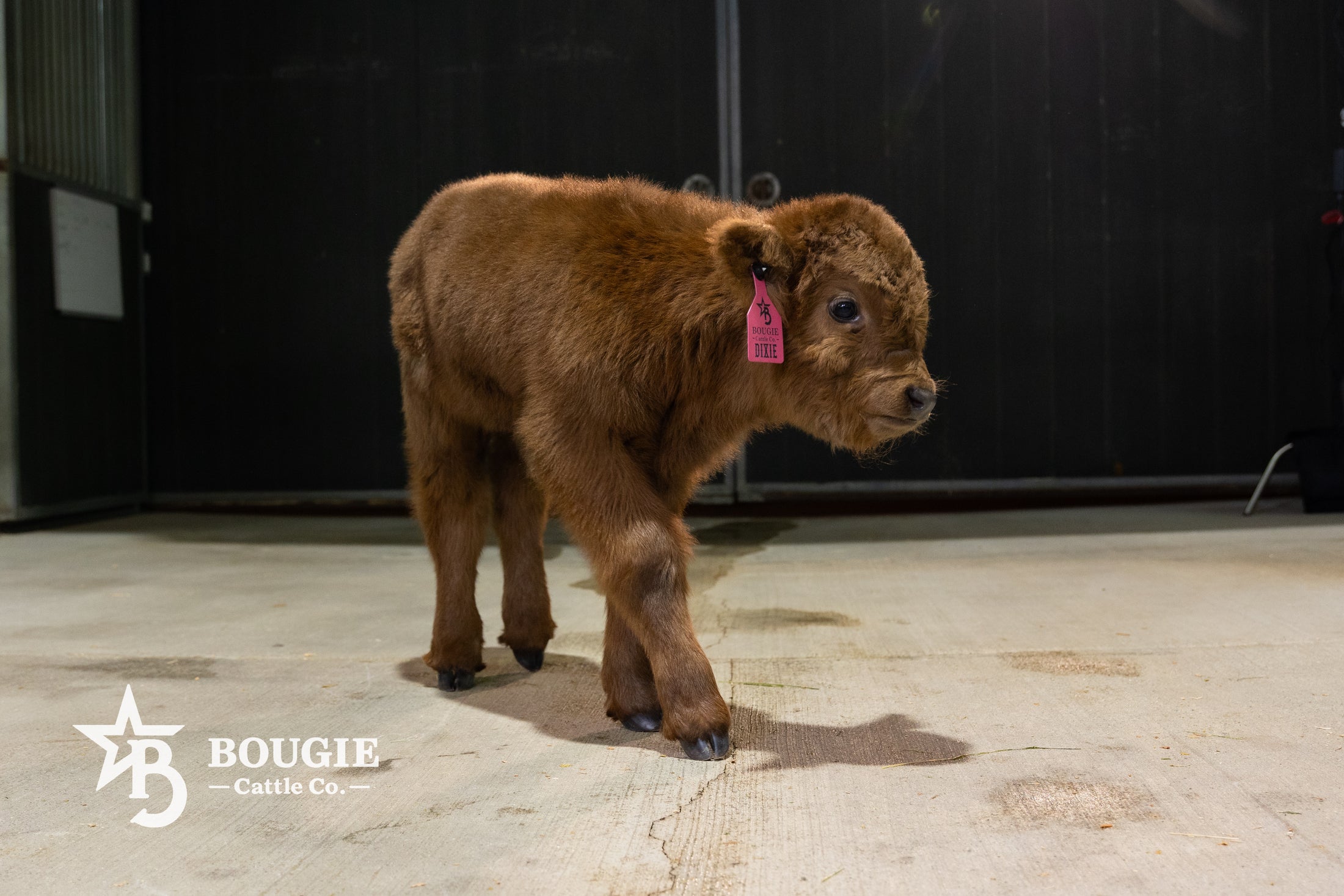 Dixie Dunn – Mid Size Heifer