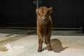 Load image into Gallery viewer, Dixie Dunn – Mid Size Heifer
