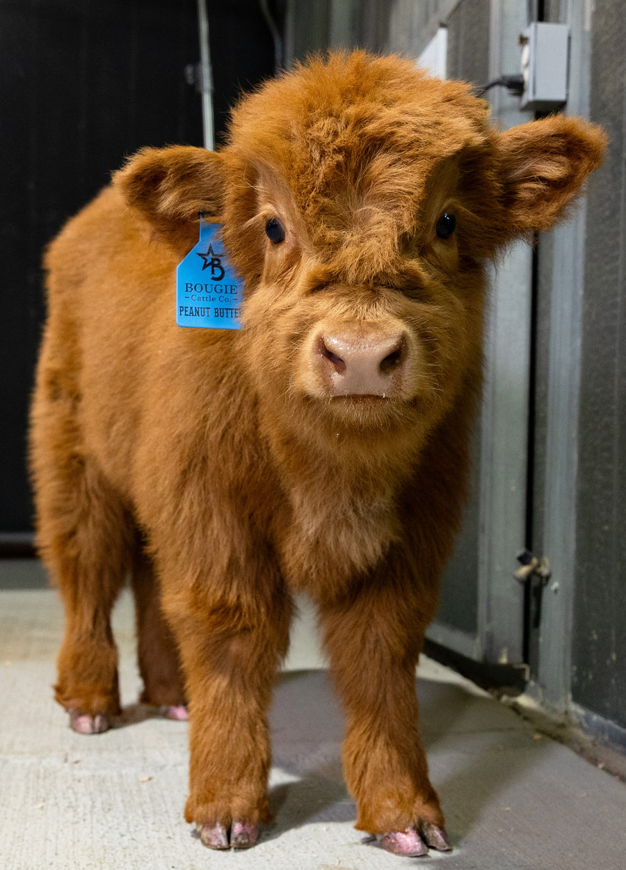 Available Bougie Babies — miniature Highland cows