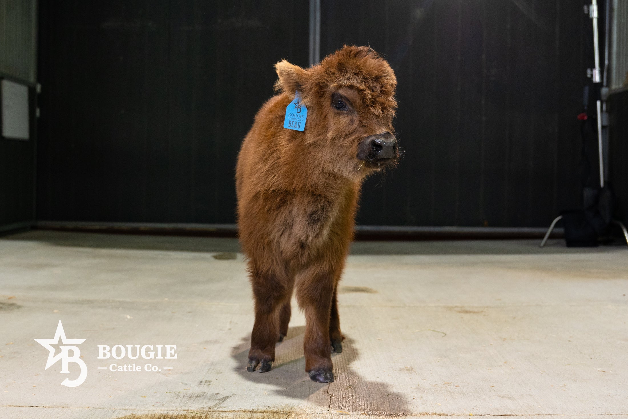 Beau – Mid Bull/Steer