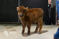 Load image into Gallery viewer, Beau – Mid Bull/Steer
