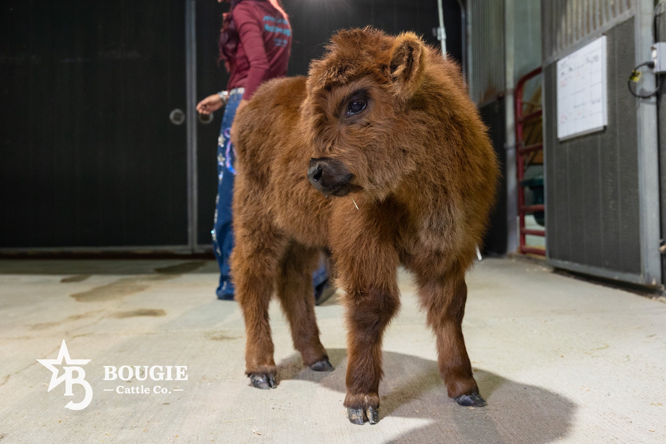 Beau – Mid Bull/Steer