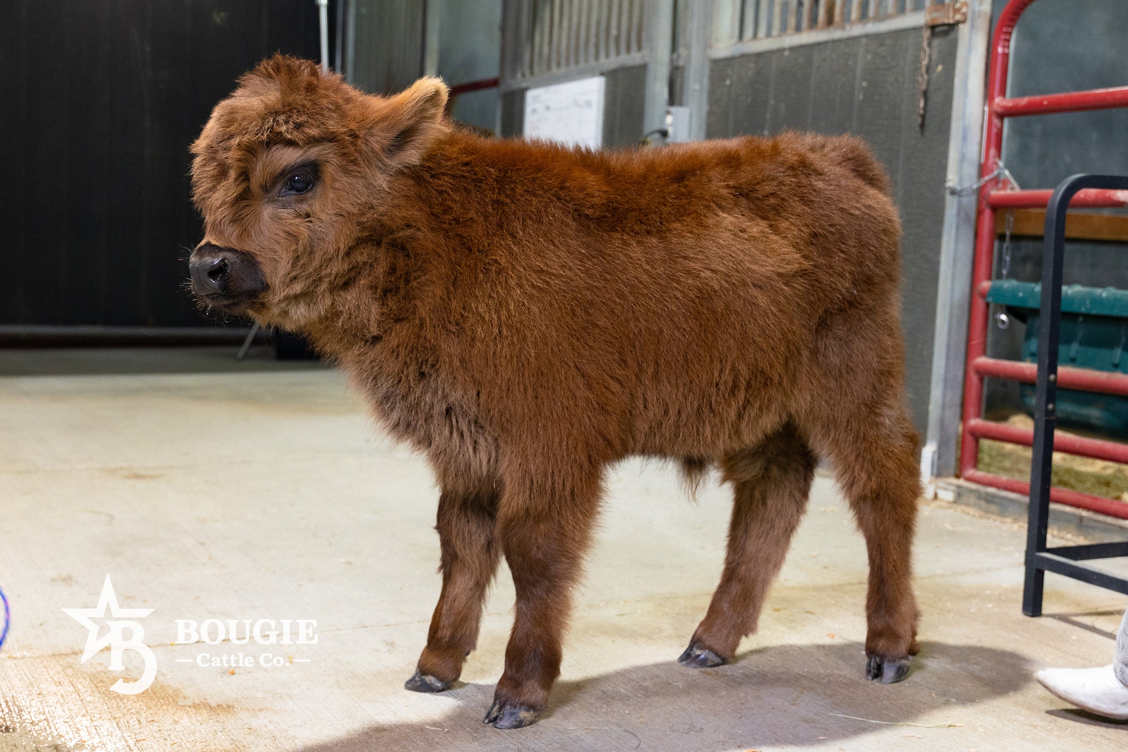 Beau – Mid Bull/Steer