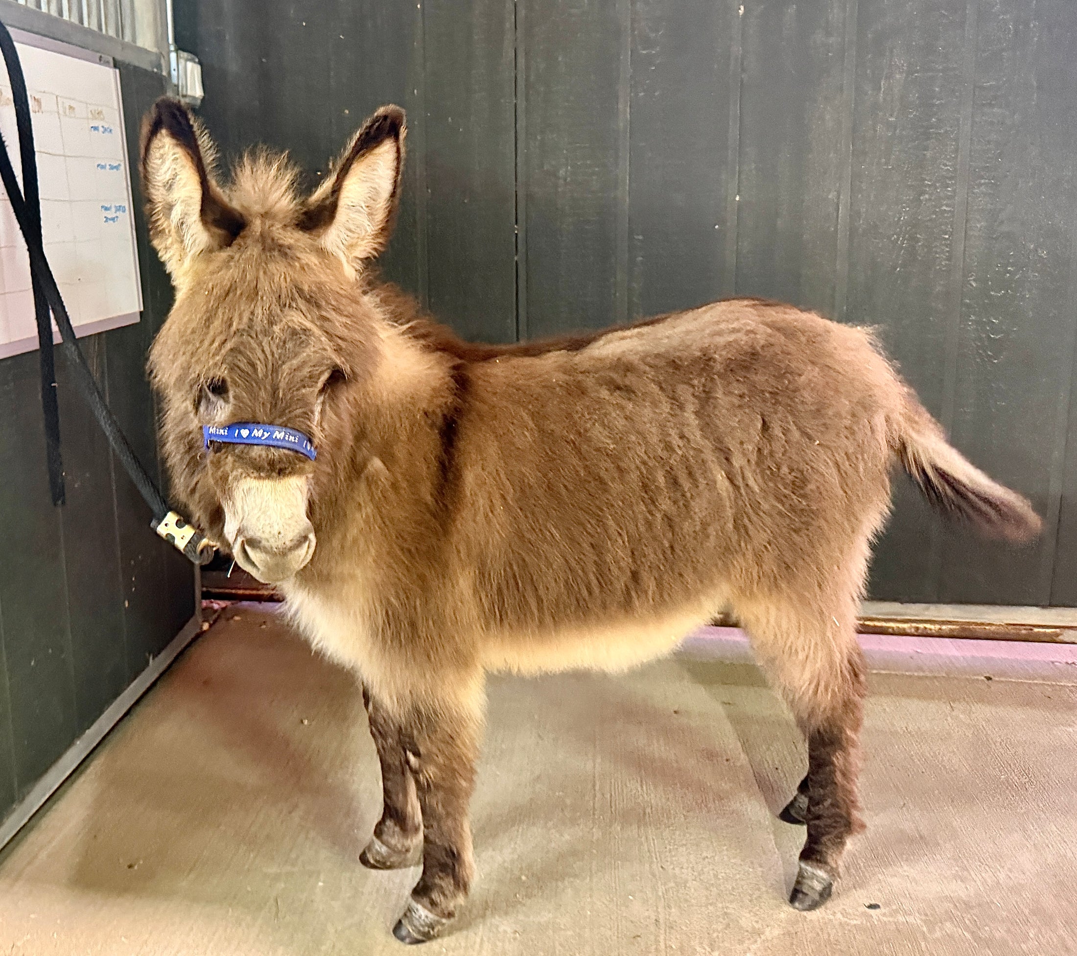 Cookie - Mini Jennet Donkey ($10,000)