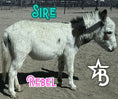 Load image into Gallery viewer, Cookie - Mini Jennet Donkey ($10,000)
