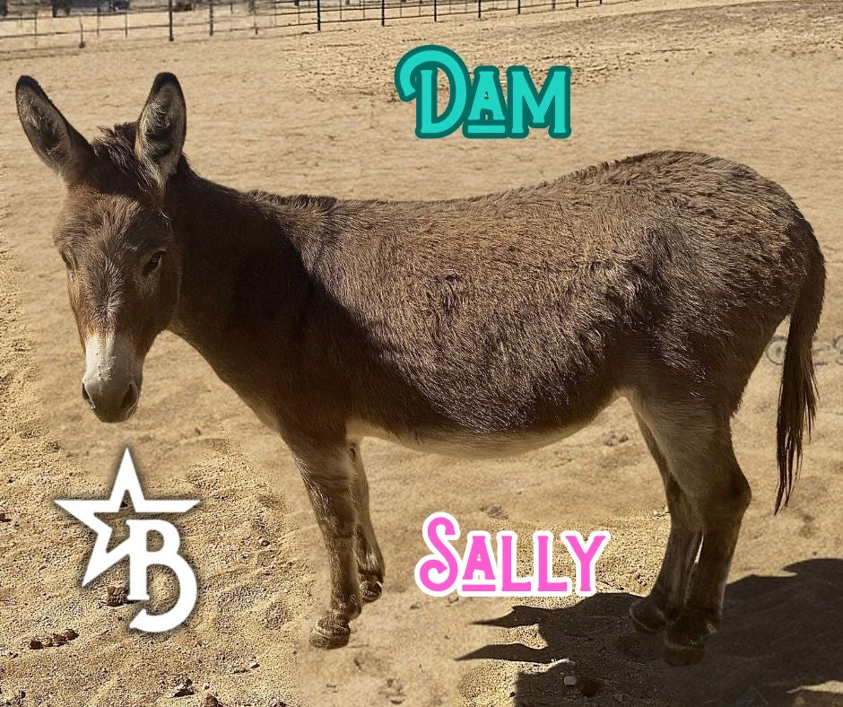 Cookie - Mini Jennet Donkey ($10,000)