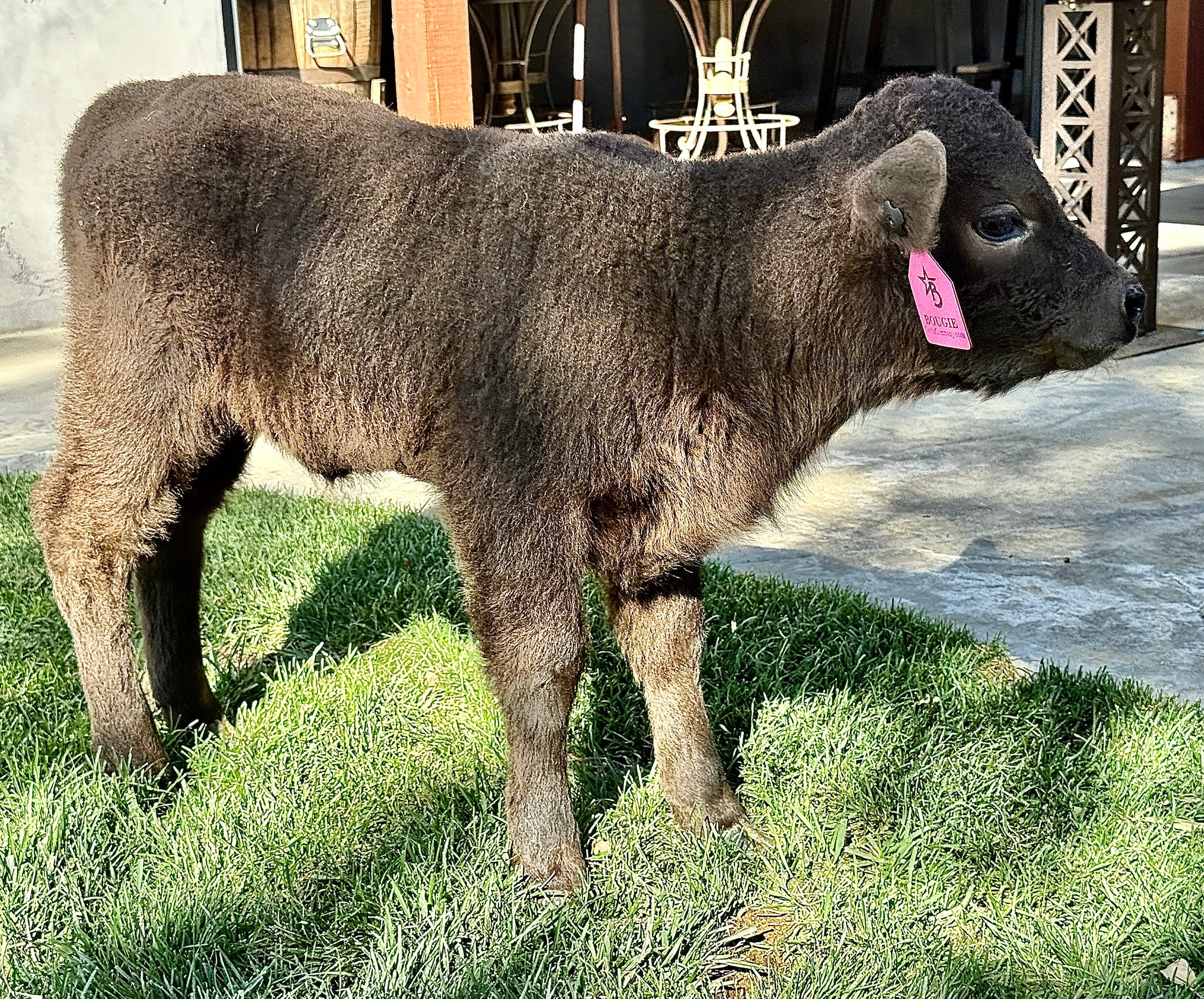 Jezebel polled Small Mid Size Heifer $10,000.00