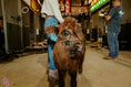 Load image into Gallery viewer, CupCake Mini/Mid POLLED Bull-Steer $10,500.00
