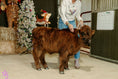 Load image into Gallery viewer, CupCake Mini/Mid POLLED Bull-Steer $10,500.00
